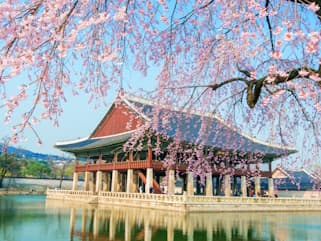 Korean Temple & Cherry Blossoms